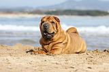 SHAR-PEI 748